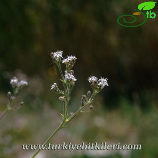 Gypsophila oblanceolata