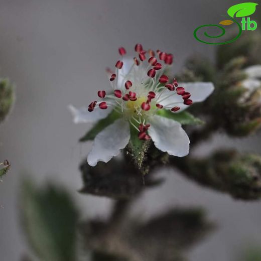 Potentilla isaurica