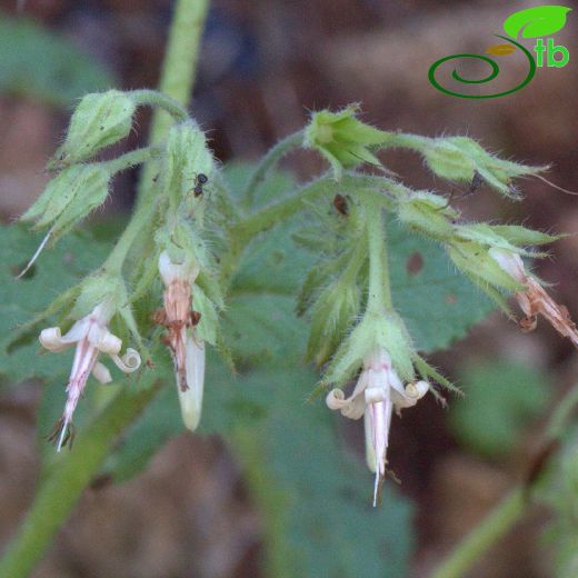 Symphytum circinnale