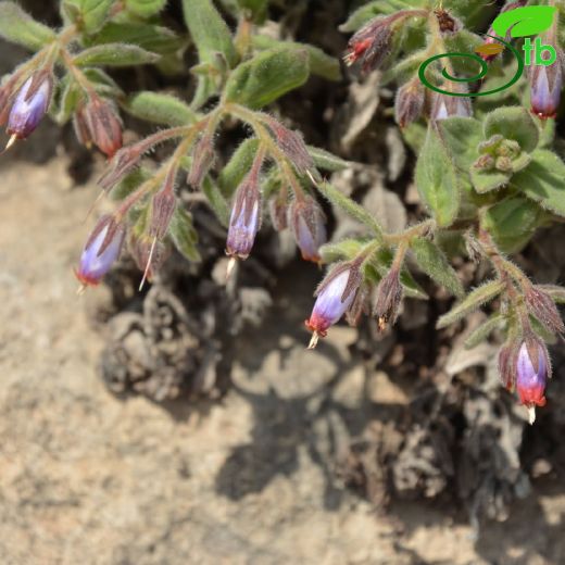 Boraginaceae-Hodangiller