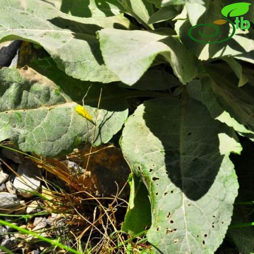 Verbascum myriocarpum