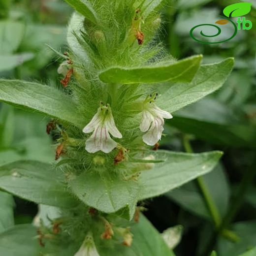 Ajuga relicta