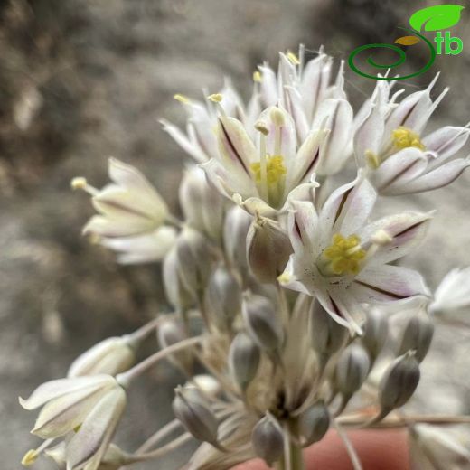 Allium beypazariense