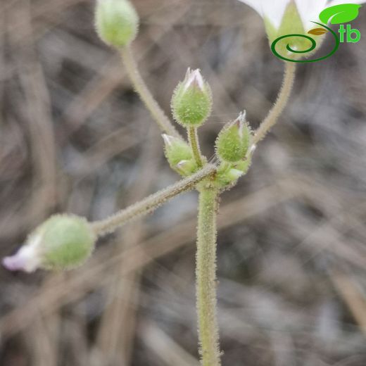 Holosteum umbellatum