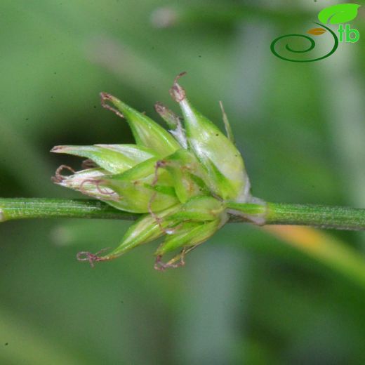 Cyperaceae-Hasırotugiller