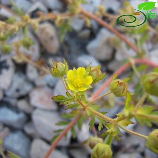 Potentilla supina