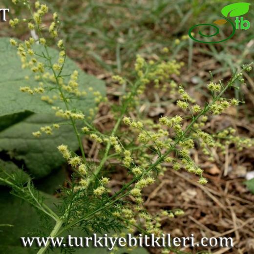 Artemisia annua