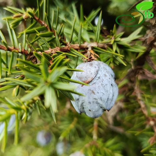 Juniperus-Ardıç