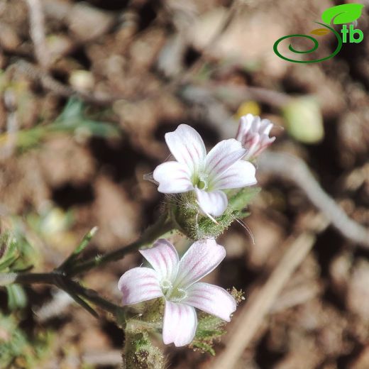 Jordania mevlanae