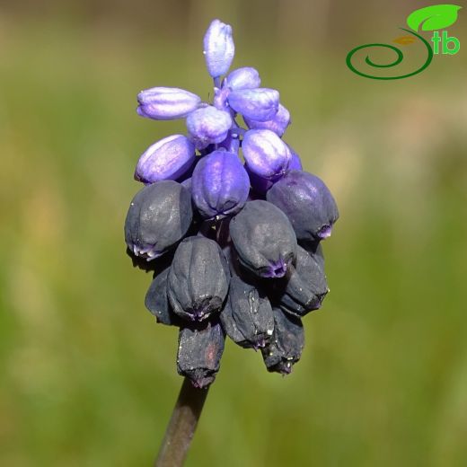 Muscari inundatum