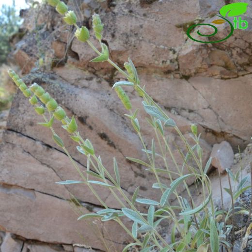 Sideritis dichotoma