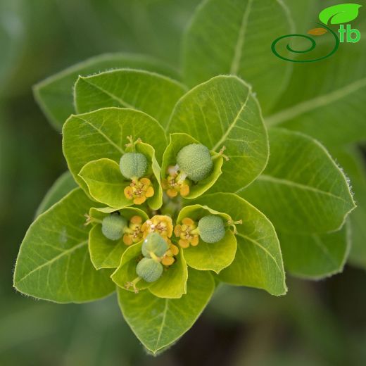 Euphorbia-Sütleğen