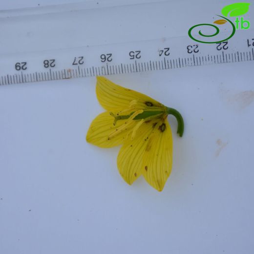 Liliaceae-Zambakgiller