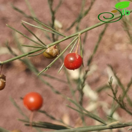 Asparagaceae-Kuşkonmazgiller