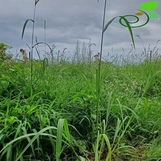 Echinochloa-Darıcan