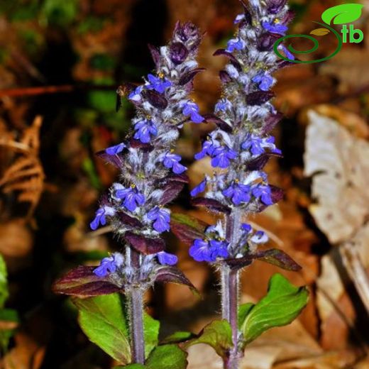 Ajuga genevensis