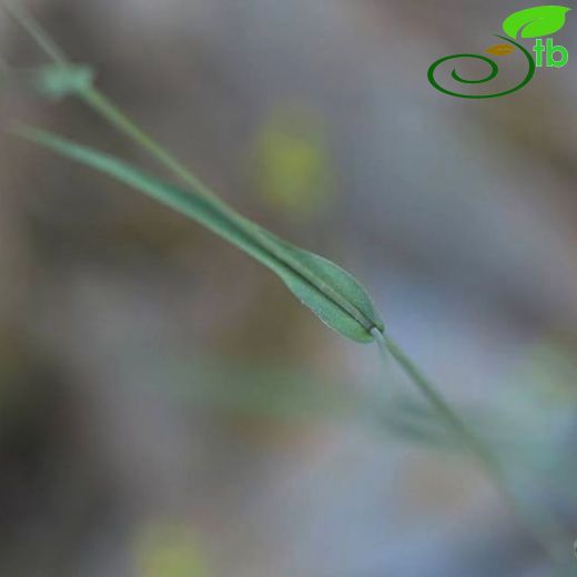 Bupleurum trichopodum