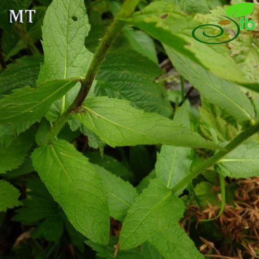 Inula orientalis