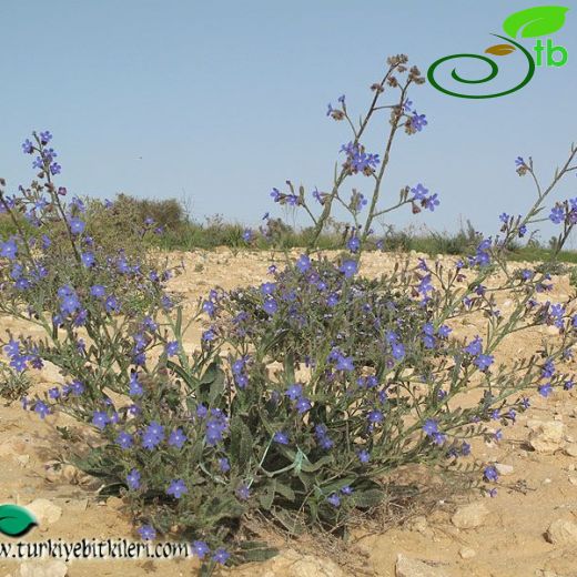 Anchusa strigosa