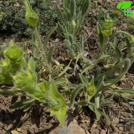 Sideritis phlomoides