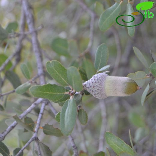 Quercus aucheri