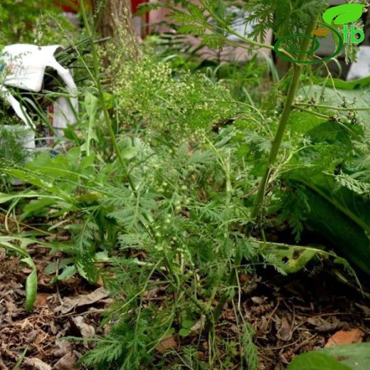 Artemisia annua