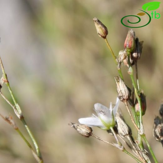 Minuartia micrantha