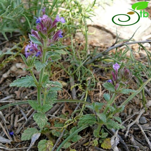 Nepeta meyeri