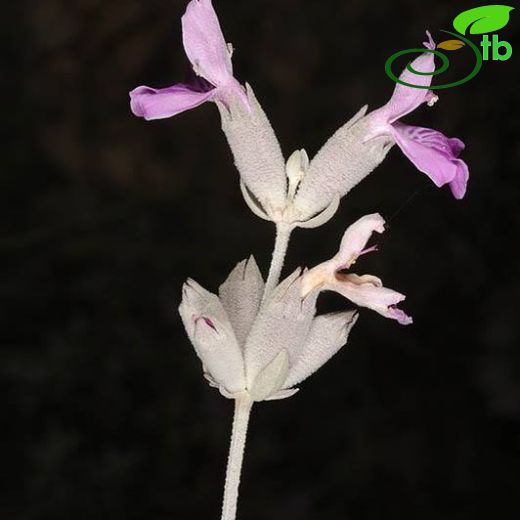 Stachys inflata