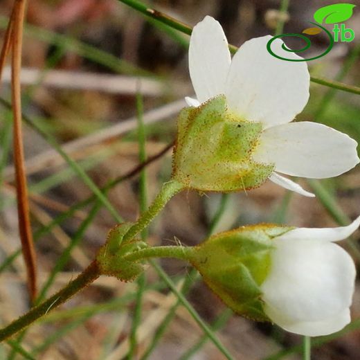 Androsace armeniaca