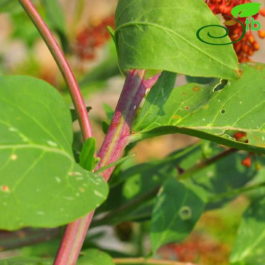 Phytolaccaceae-Şekerciboyasıgiller