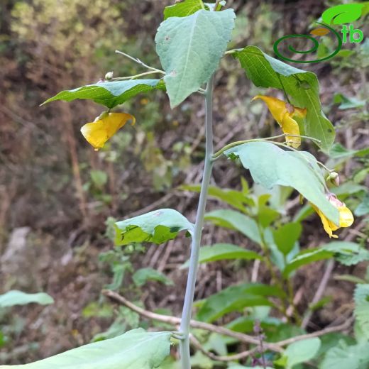 Impatiens noli-tangere