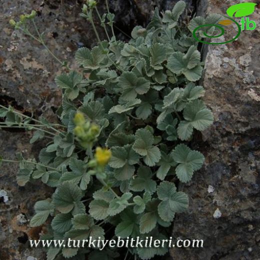 Potentilla speciosa