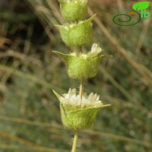 Sideritis pisidica