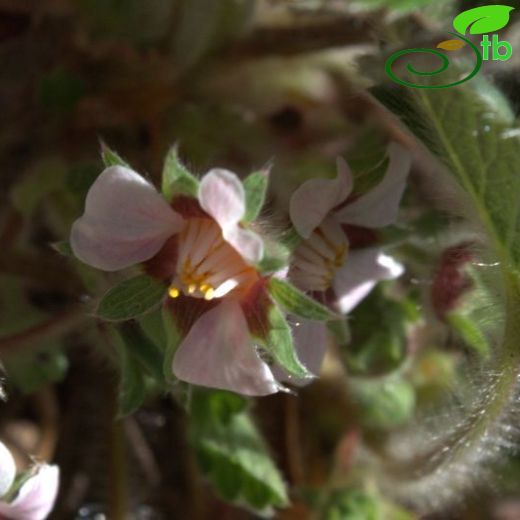 Potentilla micrantha