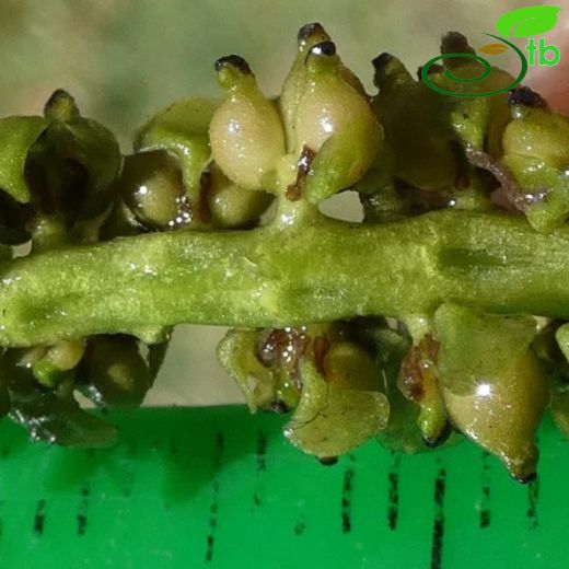 Potamogetonaceae-Susümbülügiller