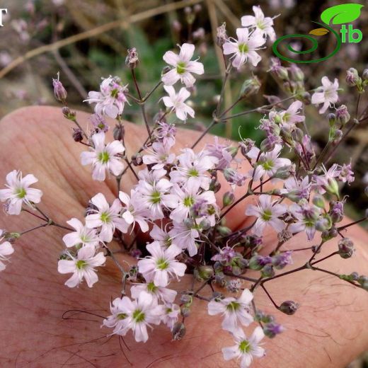 Gypsophila perfoliata