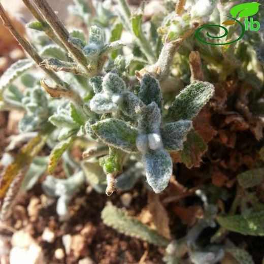 Sideritis rubriflora