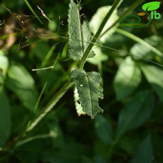 Stachys officinalis