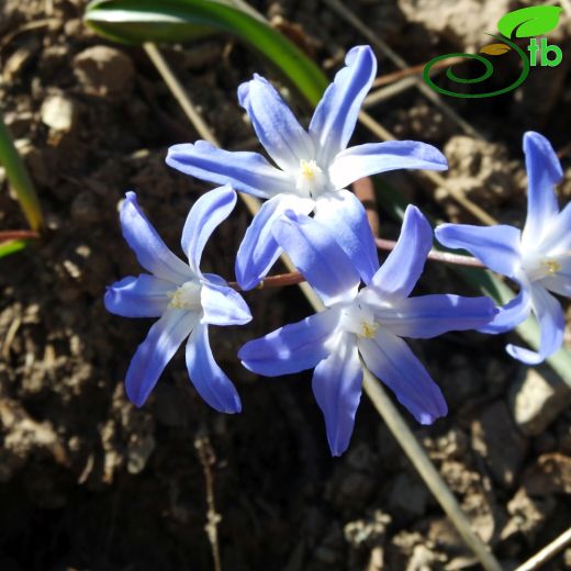 Chionodoxa siehei