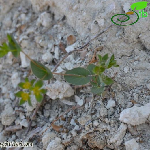 Bupleurum heldreichii