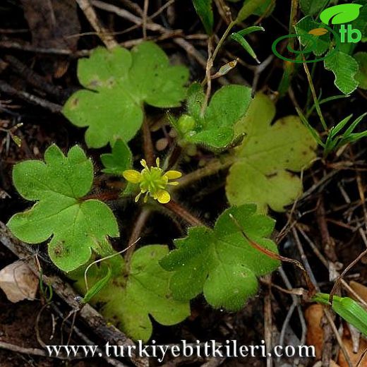 Ranunculus chius