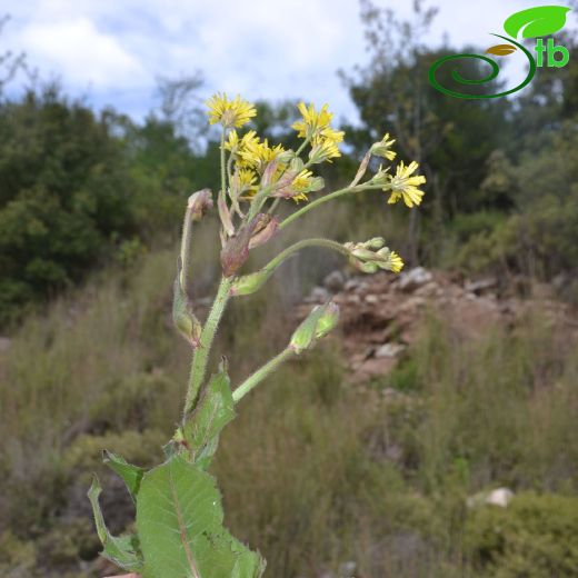 Crepis vesicaria