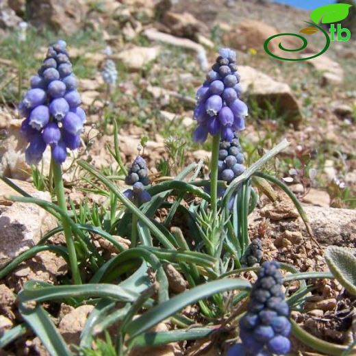 Muscari pallens