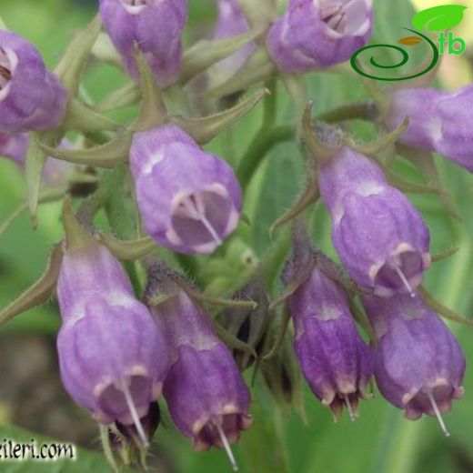 Symphytum officinale