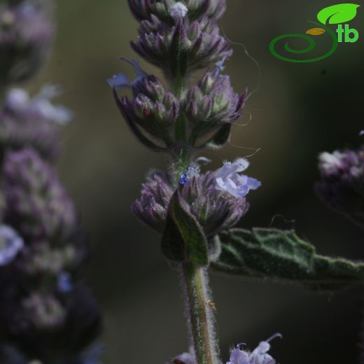 Nepeta viscida