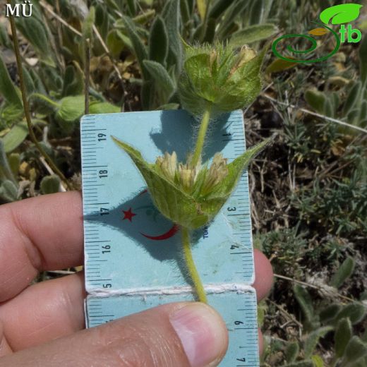 Sideritis phlomoides