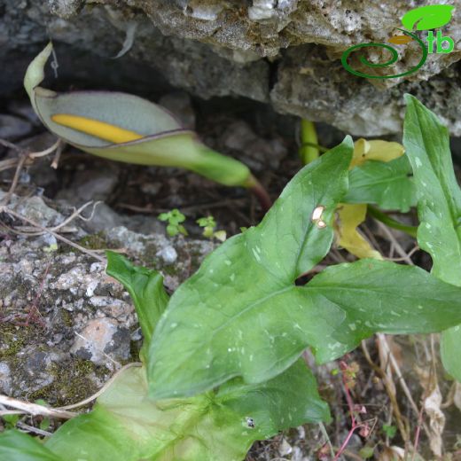 Araceae-Yılanyastığıgiller