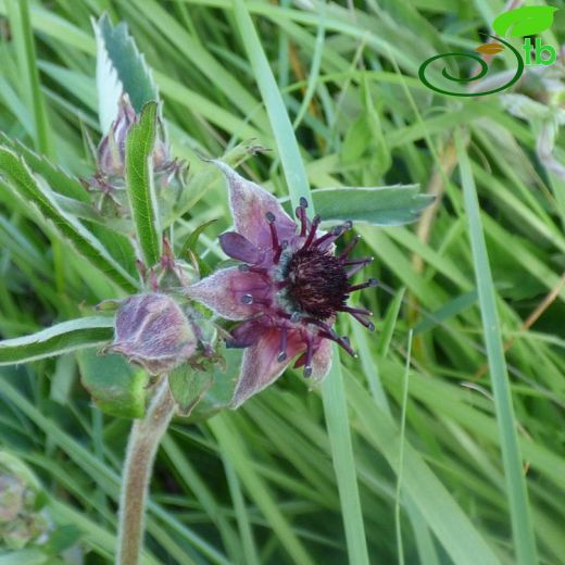 Potentilla palustris