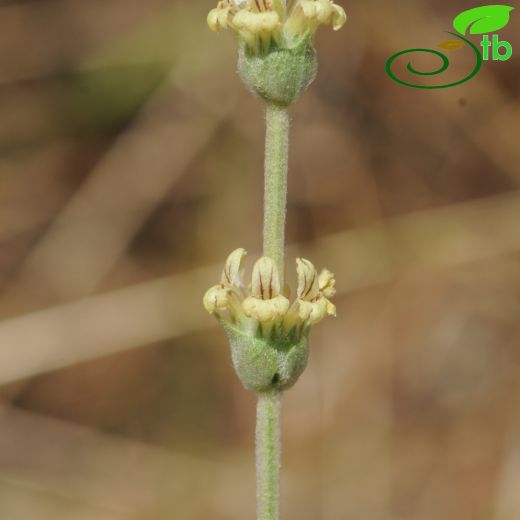 Sideritis sipylea